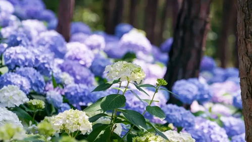 芬芳大餐來(lái)襲 初夏的武漢,這些 花事 盛宴值得期待